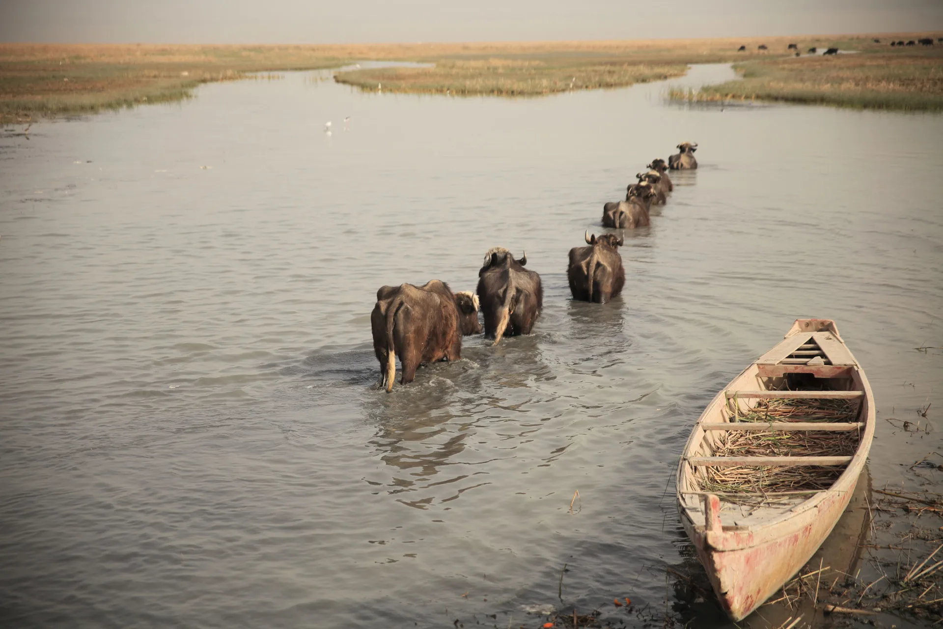 Iraq-Marshes-Tessa-Fox-14web