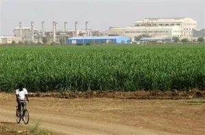 إضراب العاملين وعجز الإنتاج.. الأزمات تعصف بمصانع السكر في السودان