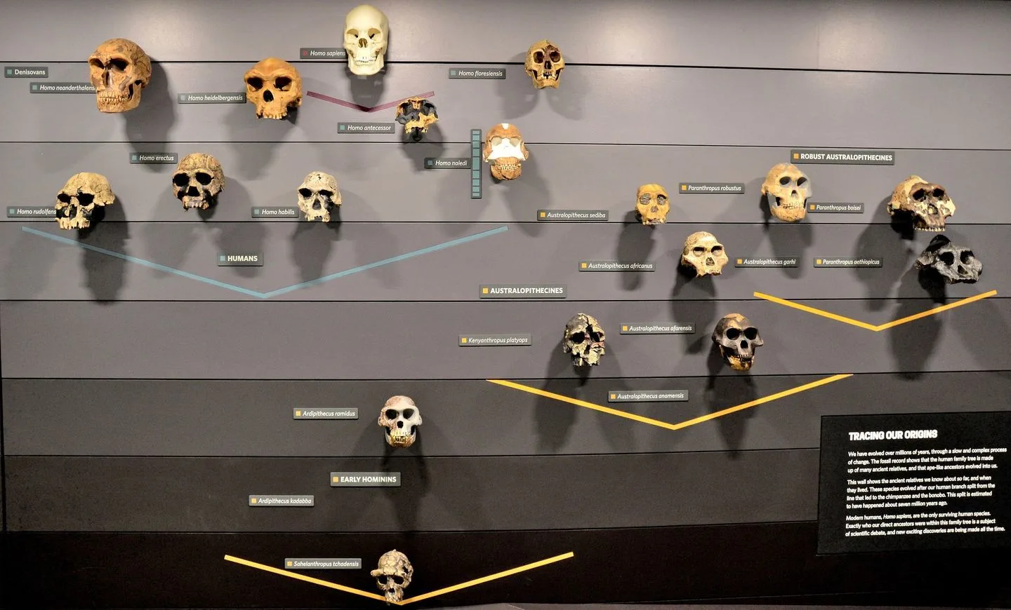 human-evolution-skulls-at-the-natural-history-museum