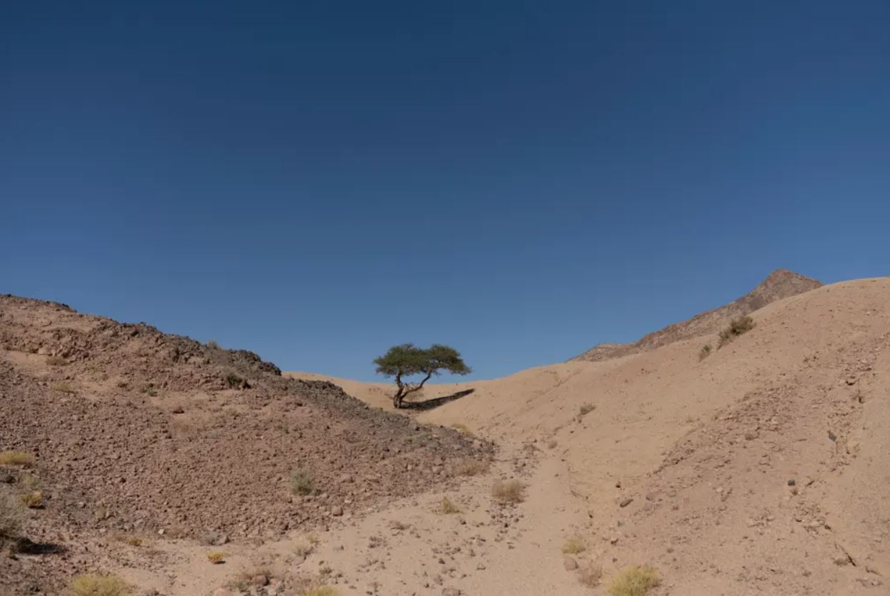 صورة