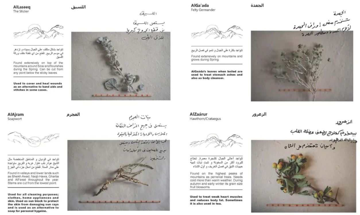 صورة