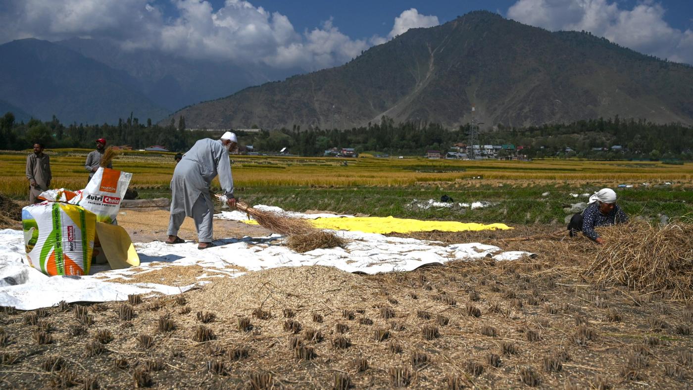 india-kashmir-farmers-kangan-paddy-field-sep-2021-afp(1)