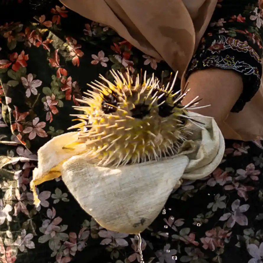 بدو4