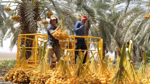 إفطار بطعم الفصل العنصري.. كيف تتسلل التمور الإسرائيلية إلى موائدنا؟