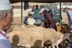 عيد بلا أضحية في المغرب.. شعيرة الذبح بين العادة والعبادة
