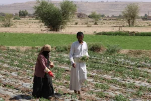 البيئة ضحية الحرب والتجاهل الإعلامي في اليمن