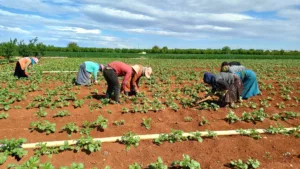 “لم نتلق أي دعم منذ 13 عامًا”.. هل يكفي القرض الحسن لإحياء الزراعة السورية؟