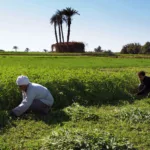 نون بوست