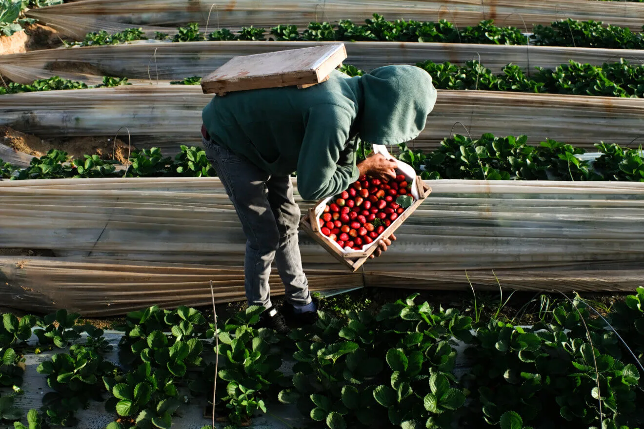 كيف دمرت الإبادة الجماعية الإسرائيلية صناعة الفراولة الشهيرة في غزة؟ 22 نون بوست