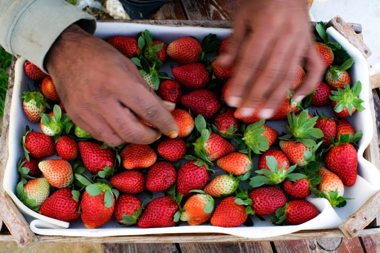 كيف دمرت الإبادة الجماعية الإسرائيلية صناعة الفراولة الشهيرة في غزة؟ 23 نون بوست
