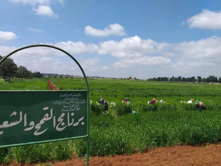 موارد سوريا الطبيعية.. هل تكفي لتمويل الدولة؟