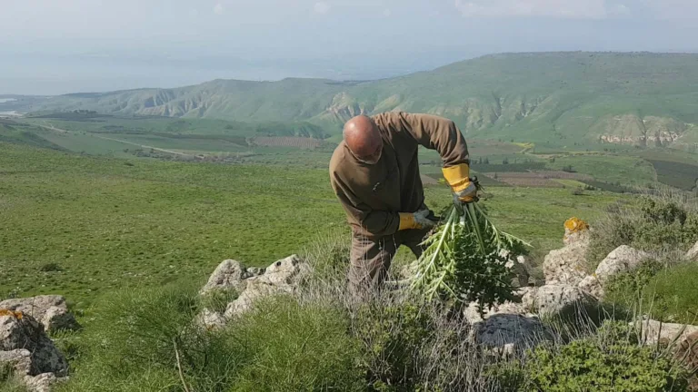 ضمة زعتر في قبضة القانون: لماذا يخاف الاحتلال من نبتة فلسطينية؟