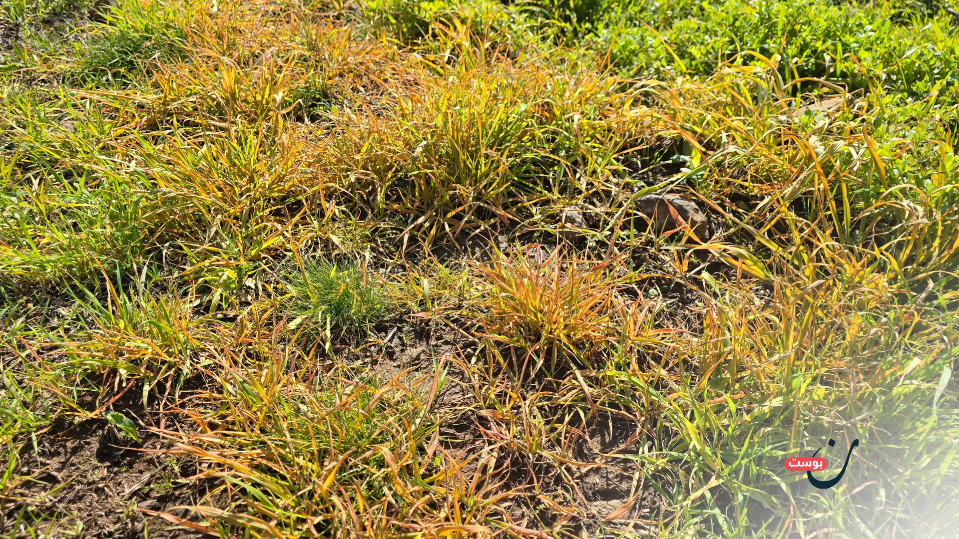 الاحتلال يعيد هندسة الجنوب السوري على نموذج الضفة 25 نون بوست