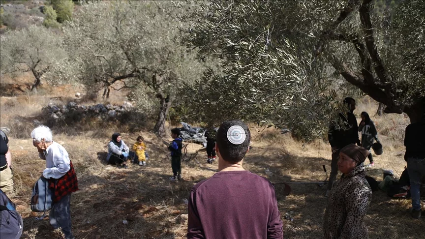 Settlements and the Olive Harvest: A New Face of Israel’s Displacement Policy 32 نون بوست