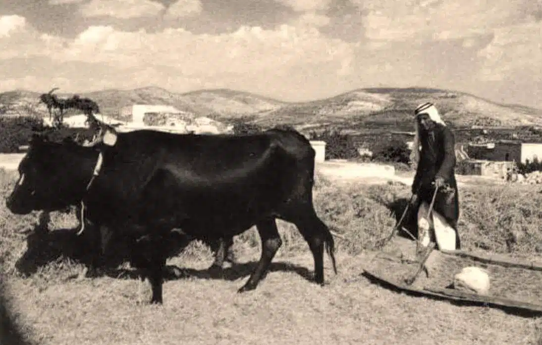 Bilad al-Amirin Tiberias: The Story of Algerian Villages Before and After the Nakba 46 نون بوست