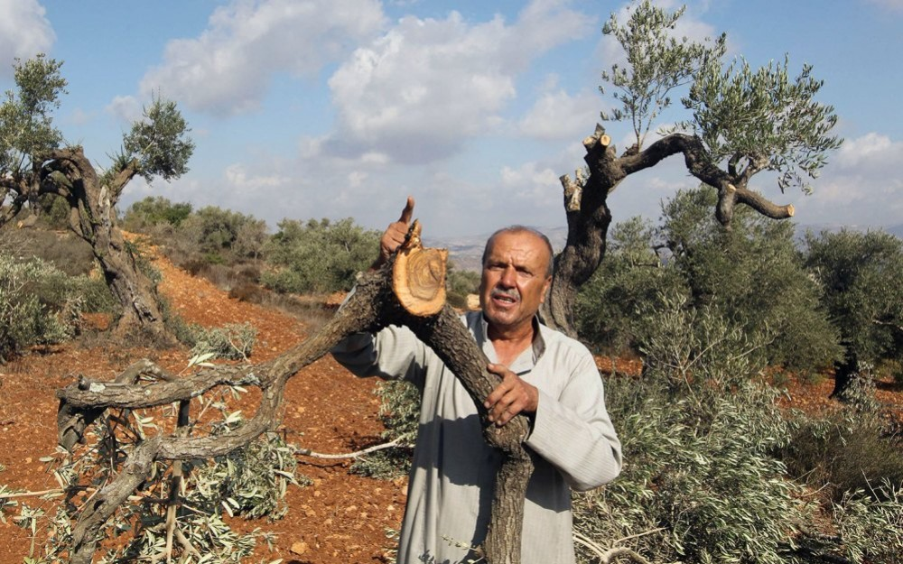 “Our land is our land” Palestinians’ tales in the olive‑harvest season 28 نون بوست