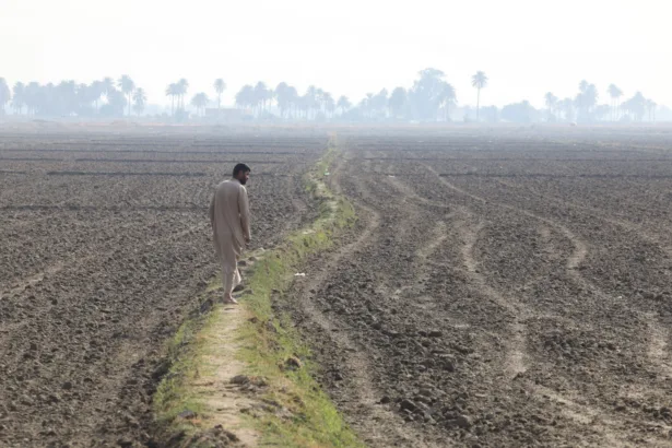 Three Seasons of Surplus, Then Came the Drought: Iraq Returns to Wheat Imports