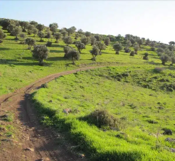 Bilad al-Amirin Tiberias: The Story of Algerian Villages Before and After the Nakba 42 نون بوست