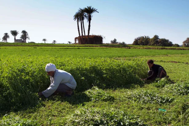Development That Devours Sovereignty: Egypt Cedes Agricultural Resources to Abu Dhabi