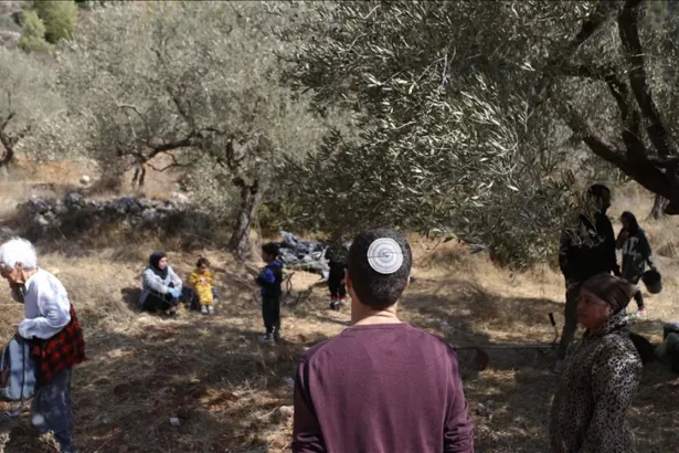 Settlements and the Olive Harvest: A New Face of Israel’s Displacement Policy