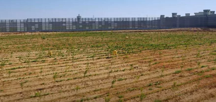 How Sisi Turned Prisons into Profit Centers 40 نون بوست