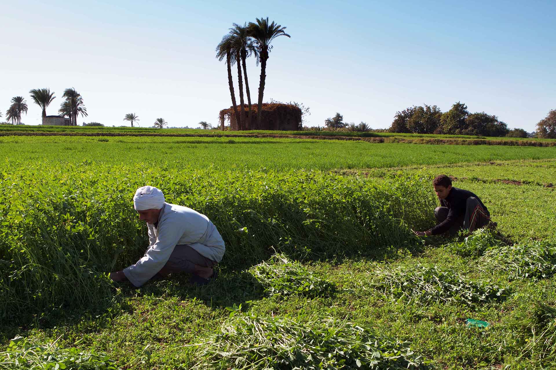 Development That Devours Sovereignty: Egypt Cedes Agricultural Resources to Abu Dhabi 32 نون بوست