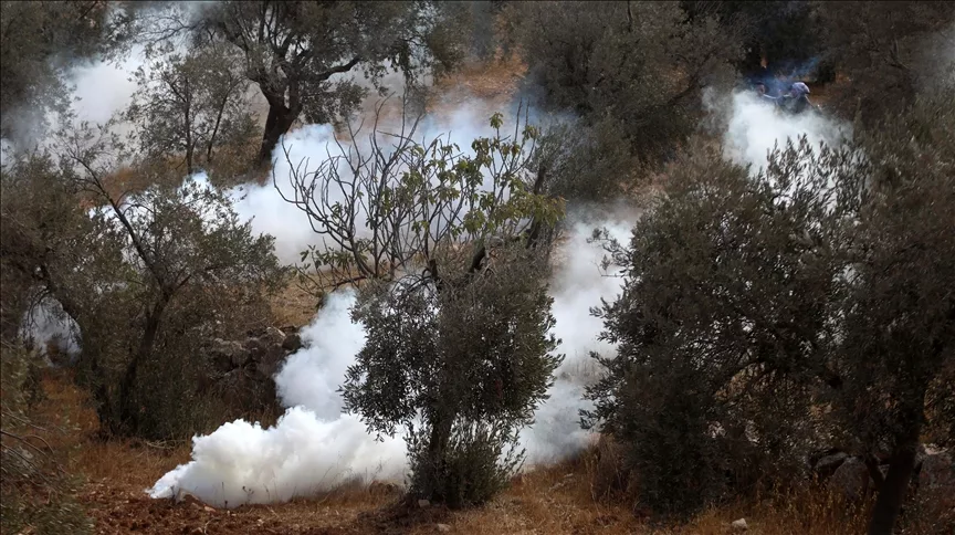 Settlements and the Olive Harvest: A New Face of Israel’s Displacement Policy 33 نون بوست