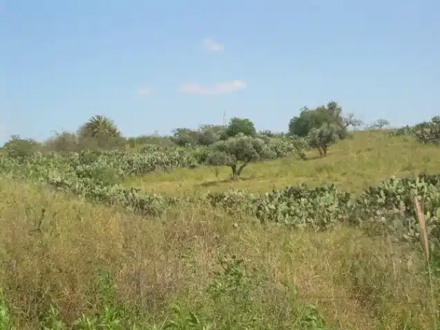Bilad al-Amirin Tiberias: The Story of Algerian Villages Before and After the Nakba 44 نون بوست