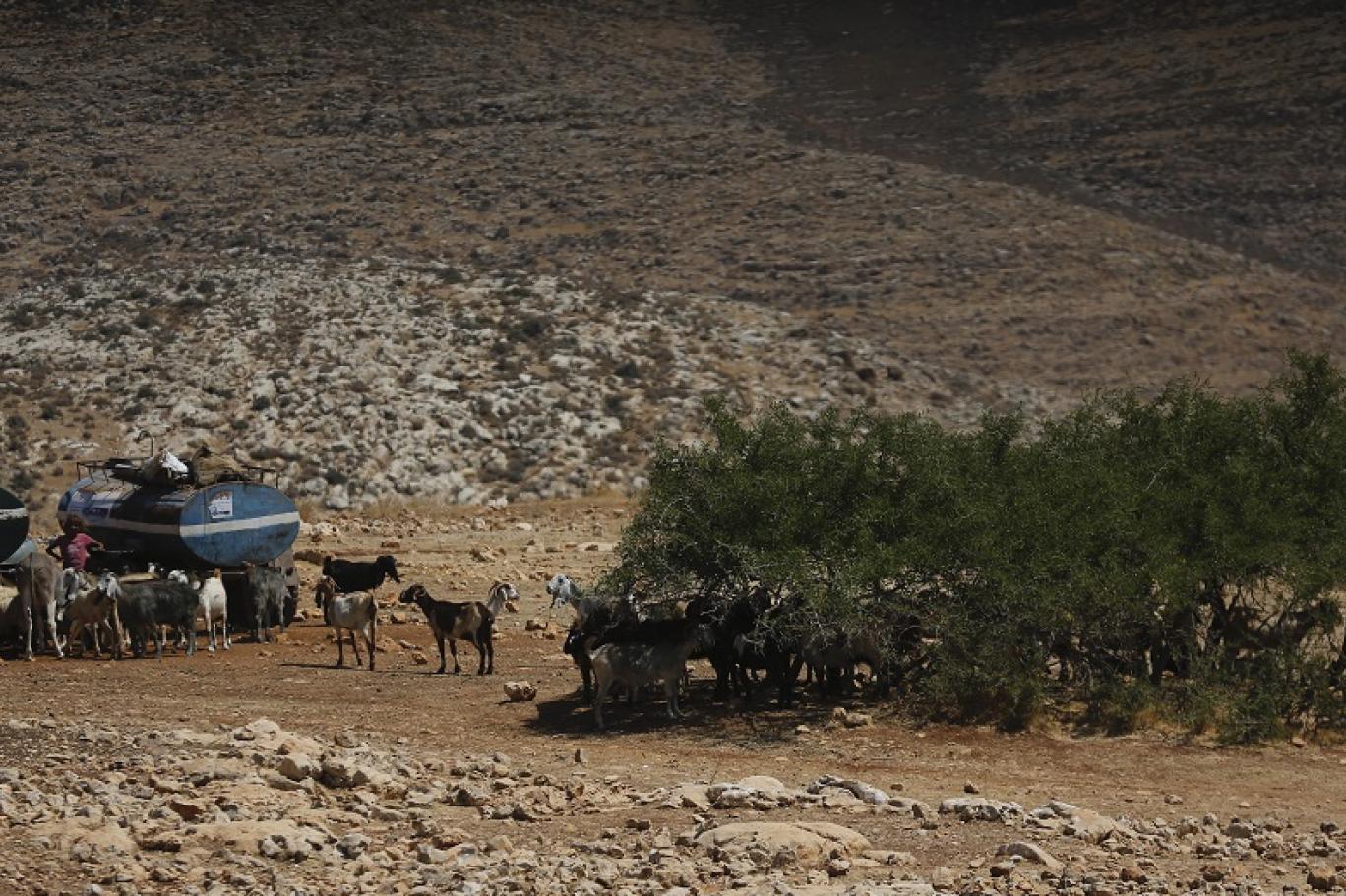 “Thirty Years I Farmed It”: The Story of the Stolen Land in Ein Samia 37 نون بوست