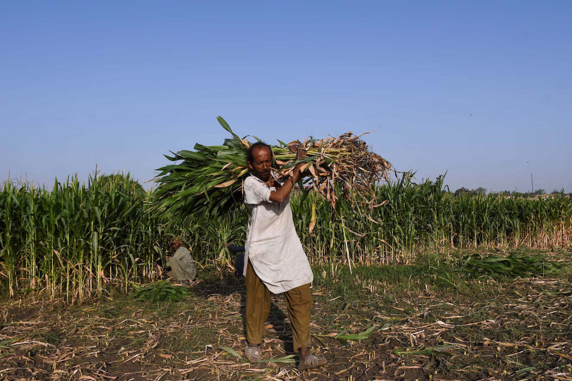 Hormuz Disruption: How It Is Driving Up the Arab World’s Food Bill