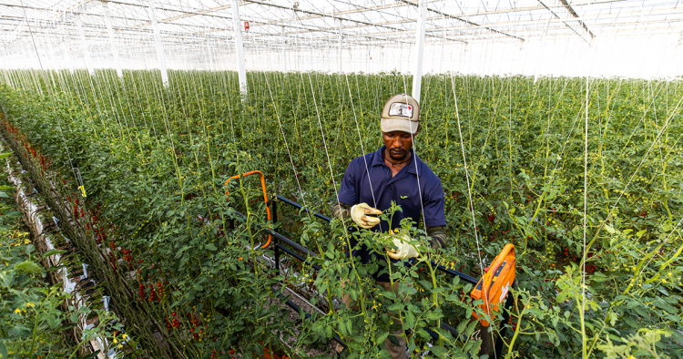 Development That Devours Sovereignty: Egypt Cedes Agricultural Resources to Abu Dhabi 33 نون بوست