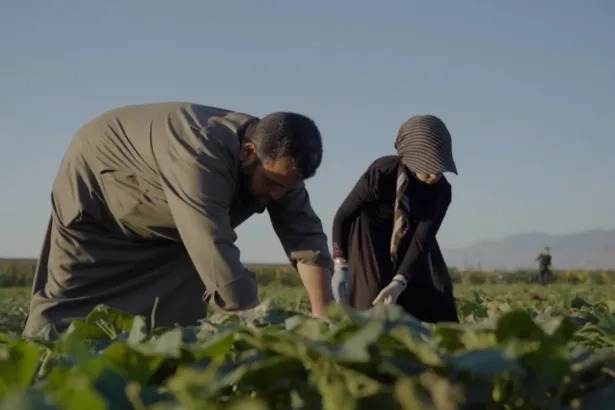 الزراعة السورية.. قصة التهميش الطويل وفرصة الإنقاذ الأخيرة