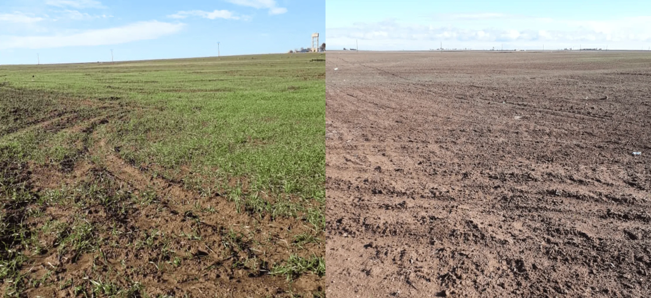 Syrian agriculture: A long story of marginalization and a last chance for rescue 28 نون بوست