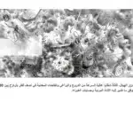 تفاصيل الدمار: كيف عصفت شاحنات المتفجرات الإسرائيلية التي تزن أطنان بغزة؟ 31 نون بوست